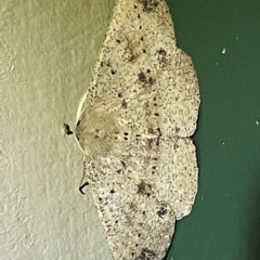 Unidentified Geometer moth (Geometridae) at Coopers Gully, NSW - 21 Feb 2022 by ibaird