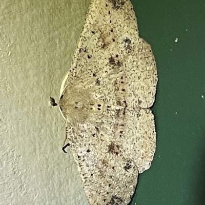 Unidentified Geometer moth (Geometridae) at Coopers Gully, NSW - 21 Feb 2022 by ibaird