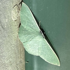 Prasinocyma semicrocea (Common Gum Emerald moth) at Coopers Gully, NSW - 21 Feb 2022 by ibaird