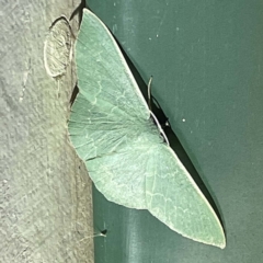 Maxates (genus) (TBC) at Coopers Gully, NSW - 21 Feb 2022 by ibaird