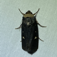 Proteuxoa testaceicollis (Tawny-coloured Noctuid) at Numeralla, NSW - 16 Apr 2022 by SteveBorkowskis