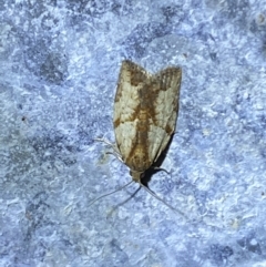 Epiphyas (genus) (A Tortrid moth) at Numeralla, NSW - 16 Apr 2022 by Steve_Bok