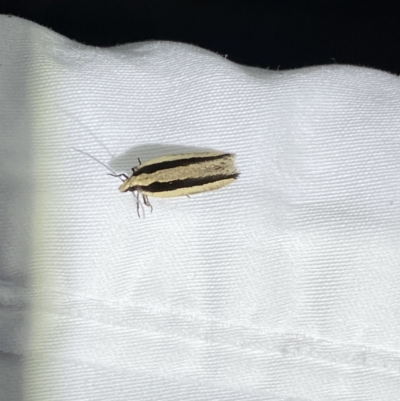 Macrenches clerica (Gelechiidae) at Numeralla, NSW - 16 Apr 2022 by SteveBorkowskis