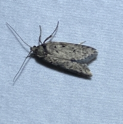 Philobota orescoa (a Concealer Moth) at Numeralla, NSW - 16 Apr 2022 by SteveBorkowskis