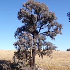 Eucalyptus sideroxylon subsp. sideroxylon (Mugga Ironbark) at Frogmore, NSW - 16 Apr 2022 by drakes