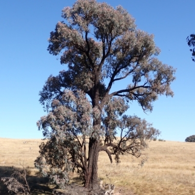 Eucalyptus sideroxylon subsp. sideroxylon (Mugga Ironbark or Red Ironbark) at Frogmore, NSW - 16 Apr 2022 by drakes