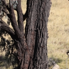 Eucalyptus sideroxylon subsp. sideroxylon at Frogmore, NSW - 16 Apr 2022 02:34 PM