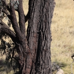 Eucalyptus sideroxylon subsp. sideroxylon at Frogmore, NSW - 16 Apr 2022