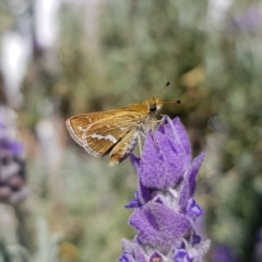 Taractrocera papyria (White-banded Grass-dart) at Burrinjuck, NSW - 16 Apr 2022 by MatthewFrawley