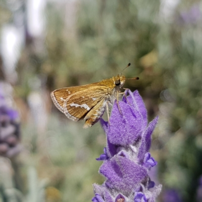 Taractrocera papyria (White-banded Grass-dart) at Burrinjuck, NSW - 16 Apr 2022 by MatthewFrawley