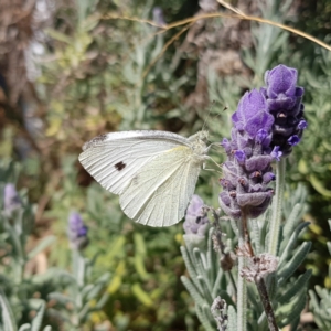 Pieris rapae at Burrinjuck, NSW - 16 Apr 2022