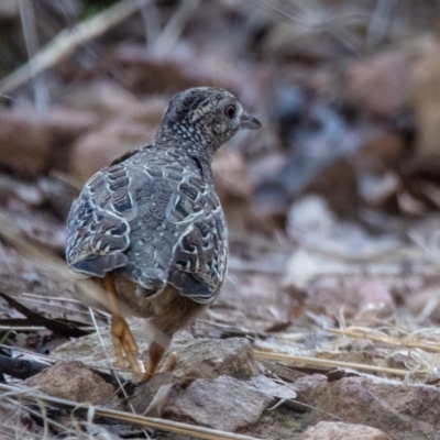 Turnix varius (Painted Buttonquail) at Watson, ACT - 16 Apr 2022 by Boagshoags