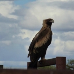 Aquila audax (Wedge-tailed Eagle) at Petermann, NT - 2 Jun 2012 by jks