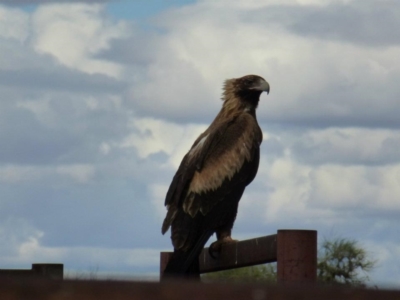 Aquila audax (Wedge-tailed Eagle) at Petermann, NT - 2 Jun 2012 by jksmits