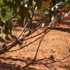 Taeniopygia guttata (Zebra Finch) at Angas Downs IPA - 2 Jun 2012 by jksmits