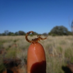 Unverified Scorpion (Scorpionidae) at Petermann, NT - 25 Nov 2011 by jks