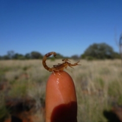 Unidentified Scorpion (Scorpionidae) at Petermann, NT - 24 Nov 2011 by jks