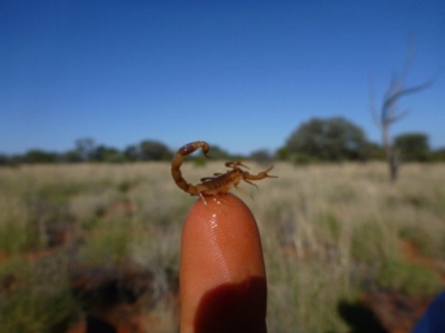 Unverified Scorpion (Scorpionidae) at Petermann, NT - 25 Nov 2011 by jks