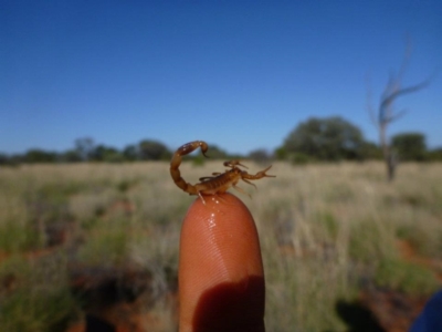 Unidentified Scorpion (Scorpionidae) at Petermann, NT - 25 Nov 2011 by jks