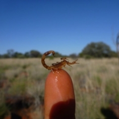 Unidentified Scorpion (Scorpionidae) (TBC) at suppressed - 24 Nov 2011 by jksmits