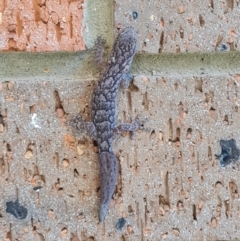 Christinus marmoratus (Southern Marbled Gecko) at Ngunnawal, ACT - 16 Apr 2022 by Soaj