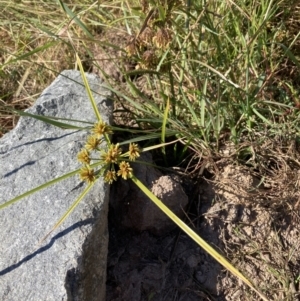 Cyperus eragrostis at Coree, ACT - 17 Apr 2022 10:25 AM