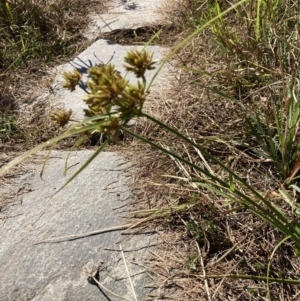 Cyperus eragrostis at Coree, ACT - 17 Apr 2022 10:25 AM