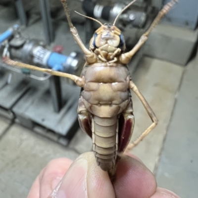 Gastrimargus musicus (Yellow-winged Locust or Grasshopper) at Pialligo, ACT - 30 Mar 2022 by FeralGhostbat