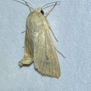 Mythimna (Pseudaletia) convecta at Numeralla, NSW - 16 Apr 2022