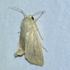 Mythimna (Pseudaletia) convecta at Numeralla, NSW - 16 Apr 2022