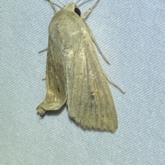 Mythimna (Pseudaletia) convecta at Numeralla, NSW - 16 Apr 2022