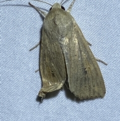 Mythimna (Pseudaletia) convecta at Numeralla, NSW - 16 Apr 2022