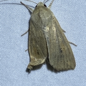 Mythimna (Pseudaletia) convecta at Numeralla, NSW - 16 Apr 2022