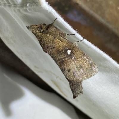 Opsirhina lechriodes (Opsirhina lechriodes) at Numeralla, NSW - 16 Apr 2022 by SteveBorkowskis