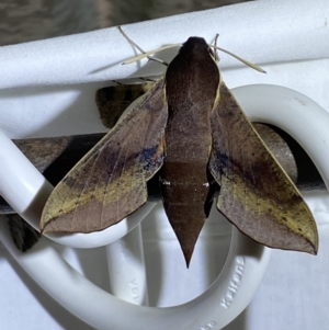 Hippotion scrofa at Numeralla, NSW - suppressed