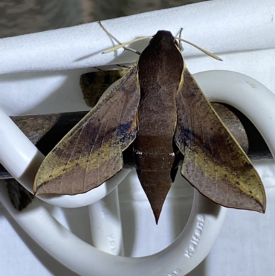 Hippotion scrofa (Coprosma Hawk Moth) at Numeralla, NSW - 15 Apr 2022 by Steve_Bok