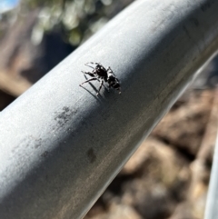 Unidentified Spider (Araneae) at Warrumbungle National Park - 12 Apr 2022 by JimL