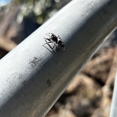 Unidentified Spider (Araneae) at Warrumbungle National Park - 12 Apr 2022 by JimL