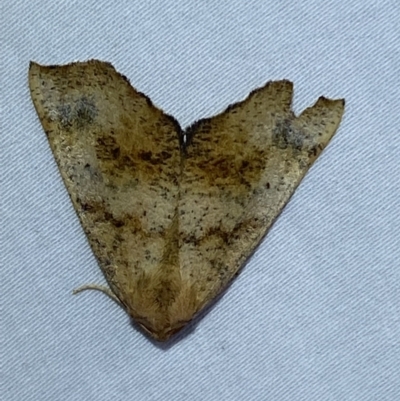 Mnesampela privata (Autumn Gum Moth) at Numeralla, NSW - 16 Apr 2022 by SteveBorkowskis