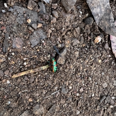 Scutiphora pedicellata (Metallic Jewel Bug) at Tonderburine, NSW - 12 Apr 2022 by JimL