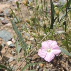 Convolvulus angustissimus subsp. angustissimus (Australian Bindweed) at Tennent, ACT - 26 Dec 2021 by MichaelBedingfield