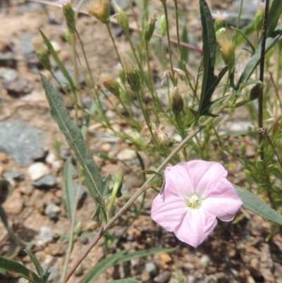 Convolvulus angustissimus subsp. angustissimus (Australian Bindweed) at Tennent, ACT - 26 Dec 2021 by MichaelBedingfield