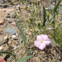 Convolvulus angustissimus subsp. angustissimus at Tennent, ACT - 26 Dec 2021