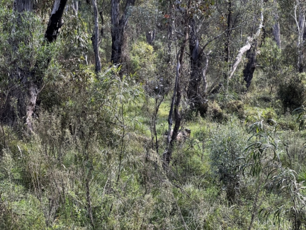 Capra hircus at Tonderburine, NSW - 12 Apr 2022