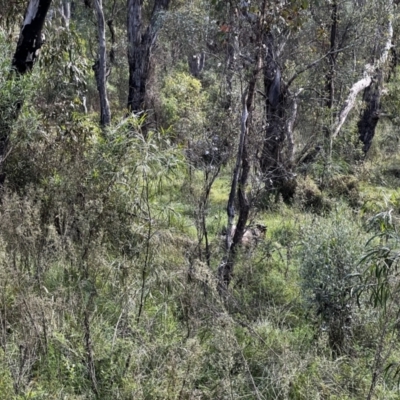 Capra hircus (Goat) at Tonderburine, NSW - 12 Apr 2022 by JimL
