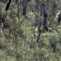 Capra hircus at Tonderburine, NSW - 12 Apr 2022