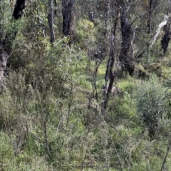 Capra hircus at Tonderburine, NSW - 12 Apr 2022