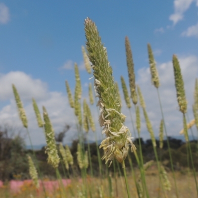 Phalaris aquatica (Phalaris, Australian Canary Grass) at Tennent, ACT - 25 Dec 2021 by michaelb