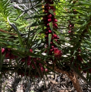 Melichrus erubescens at Tonderburine, NSW - 12 Apr 2022