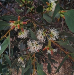 Eucalyptus incrassata at Goolwa, SA - 17 Apr 2022 by Sam_